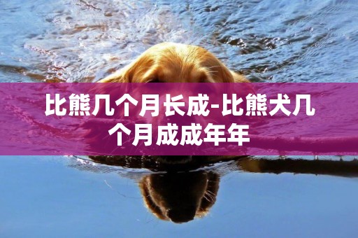 比熊幾個月長成-比熊犬幾個月成成年年