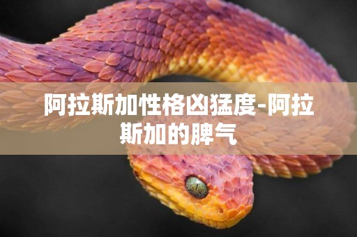 阿拉斯加性格兇猛度-阿拉斯加的脾氣