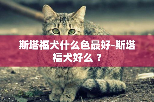 斯塔福犬什么色最好-斯塔福犬好么 ？