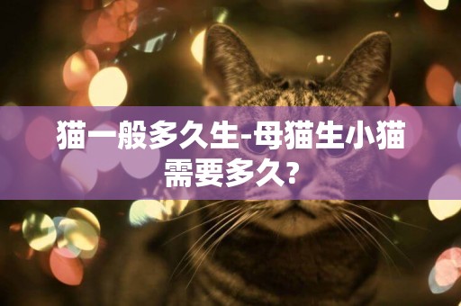 貓一般多久生-母貓生小貓需要多久?