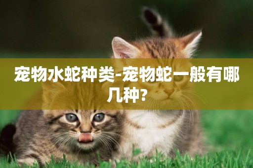 寵物水蛇種類-寵物蛇一般有哪幾種?