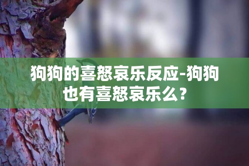 狗狗的喜怒哀樂反應-狗狗也有喜怒哀樂么？