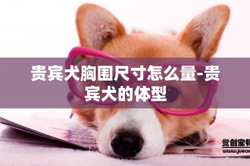 貴賓犬胸圍尺寸怎么量-貴賓犬的體型