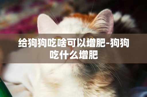 給狗狗吃啥可以增肥-狗狗吃什么增肥