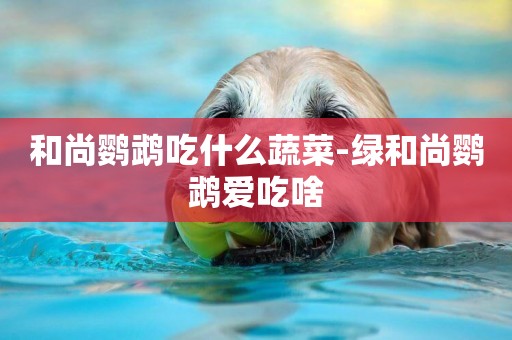和尚鸚鵡吃什么蔬菜-綠和尚鸚鵡愛吃啥