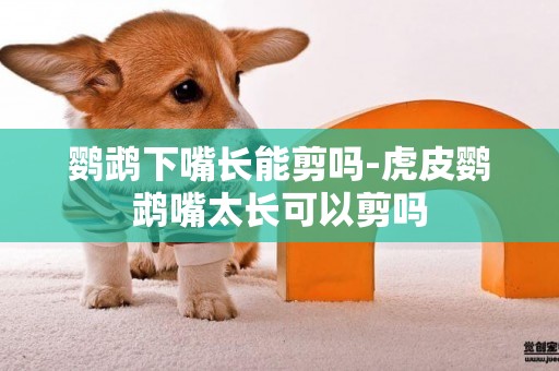 鸚鵡下嘴長能剪嗎-虎皮鸚鵡嘴太長可以剪嗎