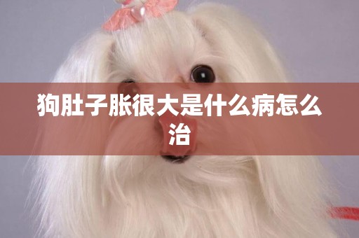 狗肚子脹很大是什么病怎么治