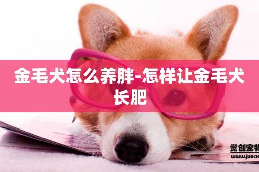 金毛犬怎么養胖-怎樣讓金毛犬長肥