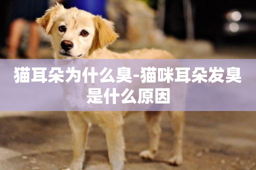 貓耳朵為什么臭-貓咪耳朵發臭是什么原因