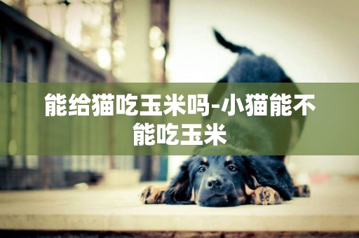 能給貓吃玉米嗎-小貓能不能吃玉米