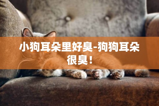 小狗耳朵里好臭-狗狗耳朵很臭！