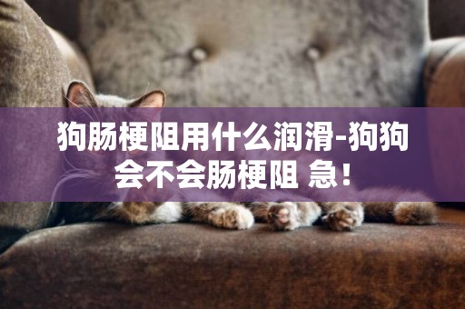 狗腸梗阻用什么潤滑-狗狗會不會腸梗阻 急！