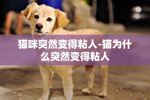 貓咪突然變得粘人-貓為什么突然變得粘人