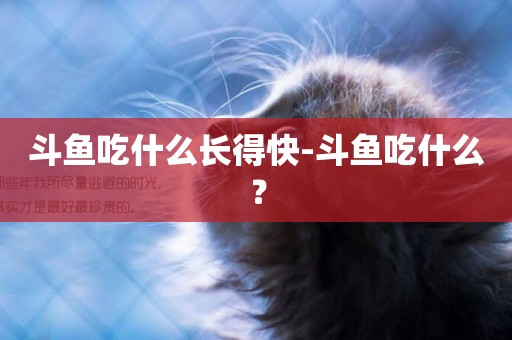 斗魚吃什么長得快-斗魚吃什么？