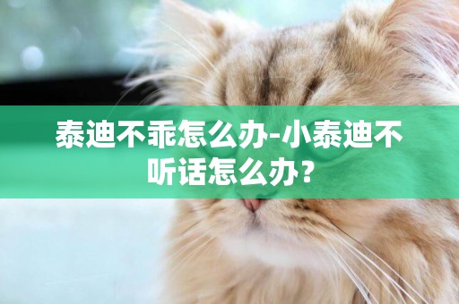 泰迪不乖怎么辦-小泰迪不聽話怎么辦？