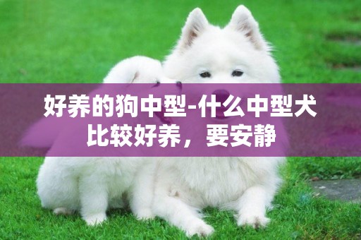 好養的狗中型-什么中型犬比較好養，要安靜