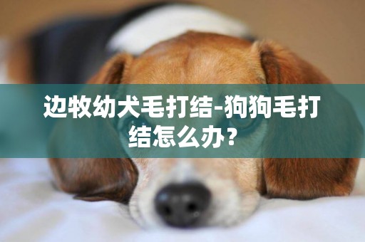 邊牧幼犬毛打結-狗狗毛打結怎么辦？