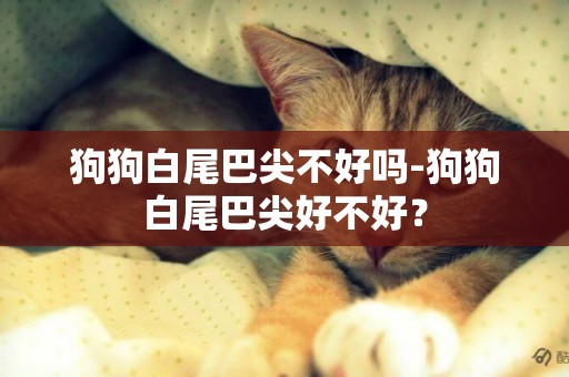 狗狗白尾巴尖不好嗎-狗狗白尾巴尖好不好？