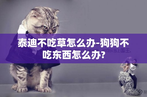 泰迪不吃草怎么辦-狗狗不吃東西怎么辦?