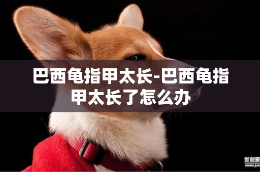 巴西龜指甲太長-巴西龜指甲太長了怎么辦