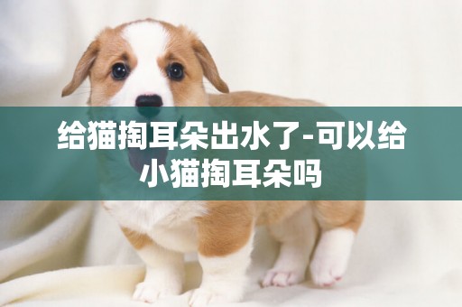 給貓掏耳朵出水了-可以給小貓掏耳朵嗎