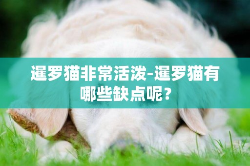 暹羅貓非常活潑-暹羅貓有哪些缺點呢？