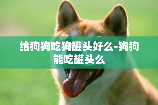 給狗狗吃狗罐頭好么-狗狗能吃罐頭么
