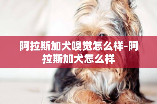 阿拉斯加犬嗅覺怎么樣-阿拉斯加犬怎么樣