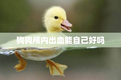 狗狗顱內出血能自己好嗎