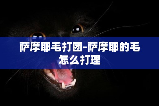 薩摩耶毛打團-薩摩耶的毛怎么打理