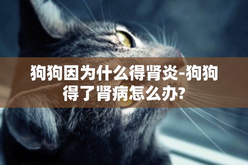 狗狗因為什么得腎炎-狗狗得了腎病怎么辦?