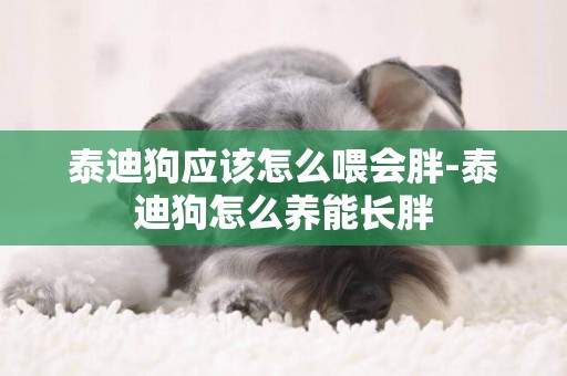 泰迪狗應該怎么喂會胖-泰迪狗怎么養能長胖