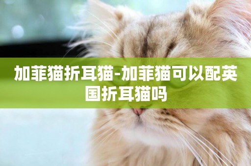 加菲貓折耳貓-加菲貓可以配英國折耳貓嗎