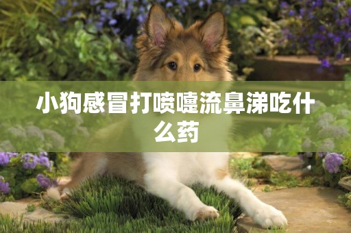 小狗感冒打噴嚏流鼻涕吃什么藥