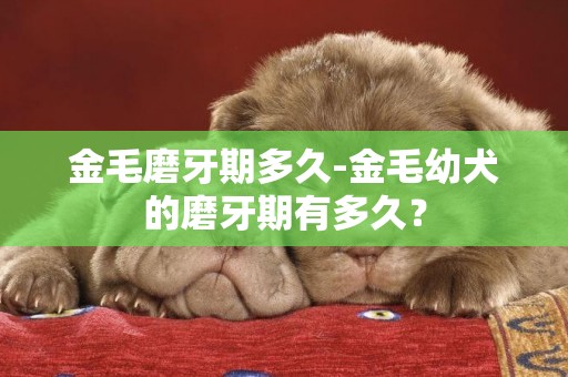 金毛磨牙期多久-金毛幼犬的磨牙期有多久？