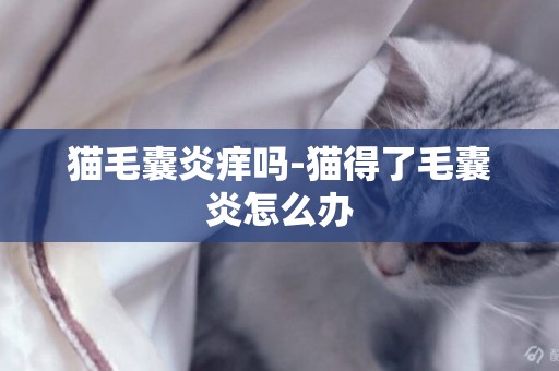 貓毛囊炎癢嗎-貓得了毛囊炎怎么辦