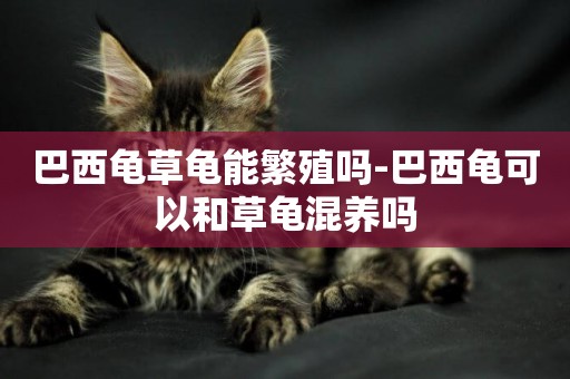 巴西龜草龜能繁殖嗎-巴西龜可以和草龜混養嗎