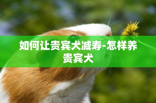 如何讓貴賓犬減壽-怎樣養貴賓犬
