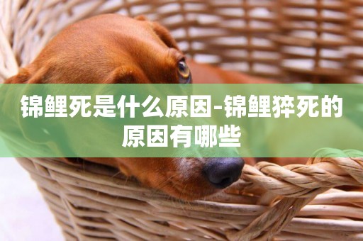 錦鯉死是什么原因-錦鯉猝死的原因有哪些