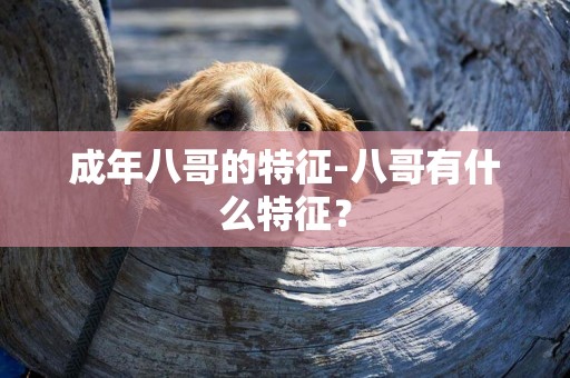 成年八哥的特征-八哥有什么特征？