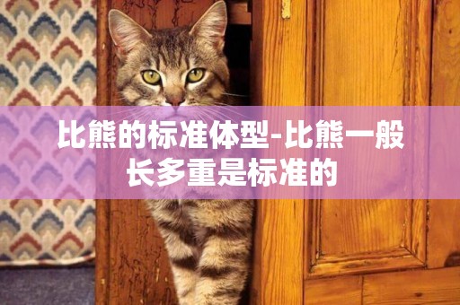 比熊的標準體型-比熊一般長多重是標準的
