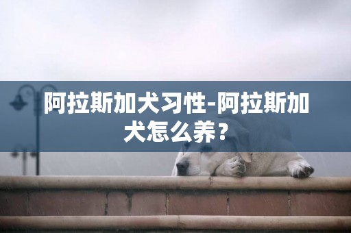 阿拉斯加犬習性-阿拉斯加犬怎么養？