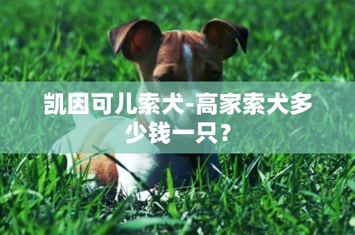 凱因可兒索犬-高家索犬多少錢一只？