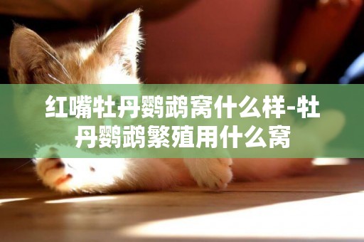 紅嘴牡丹鸚鵡窩什么樣-牡丹鸚鵡繁殖用什么窩