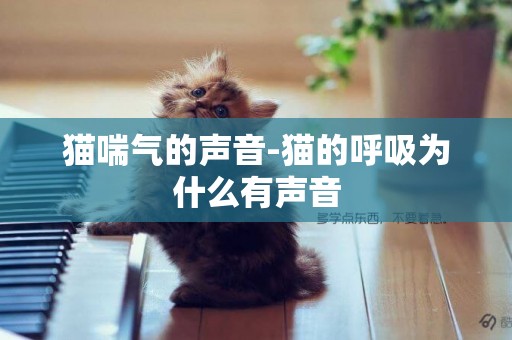 貓喘氣的聲音-貓的呼吸為什么有聲音