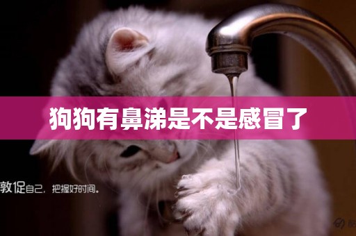 狗狗有鼻涕是不是感冒了