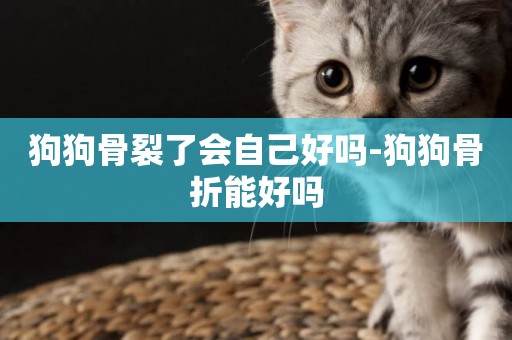 狗狗骨裂了會自己好嗎-狗狗骨折能好嗎