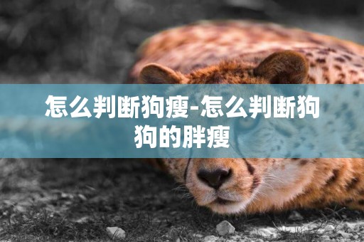 怎么判斷狗瘦-怎么判斷狗狗的胖瘦