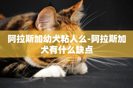 阿拉斯加幼犬粘人么-阿拉斯加犬有什么缺點