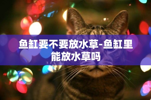 魚缸要不要放水草-魚缸里能放水草嗎
